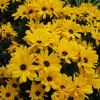 Helianthus Salicifolius Table Mountain